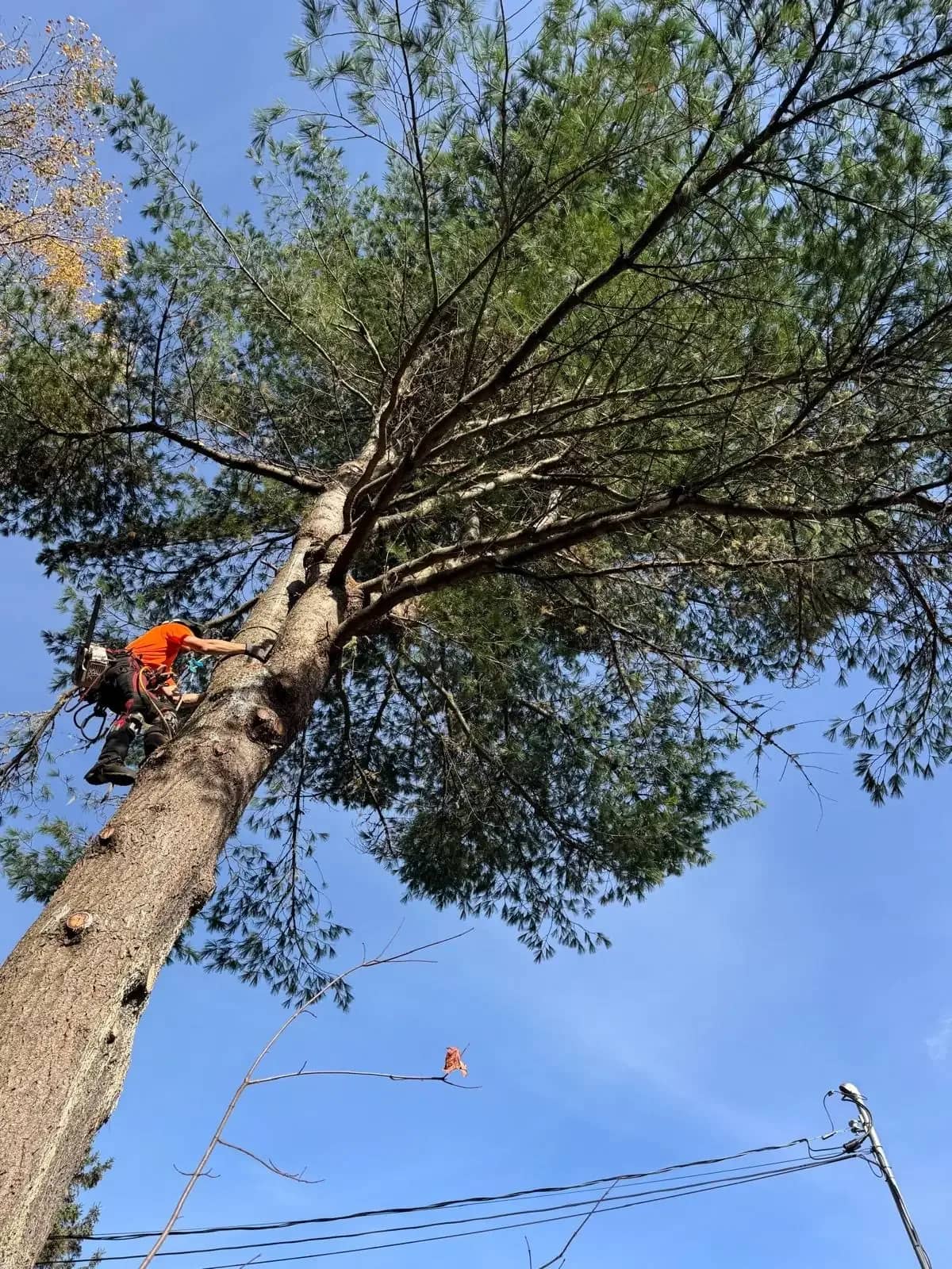 Élagueur Pirax grimpé dans un pin