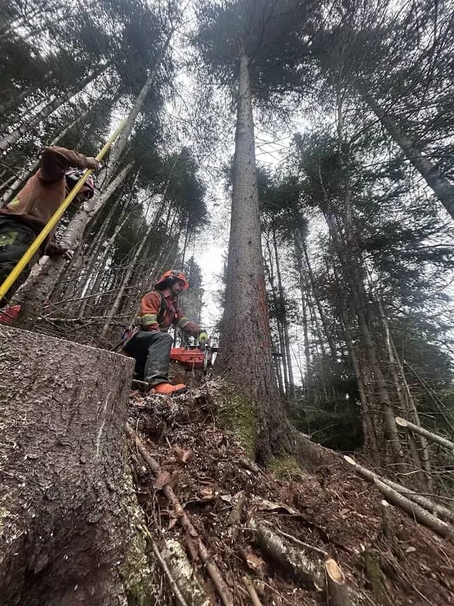 Bûcheron Pirax abattant un grand conifère en forêt