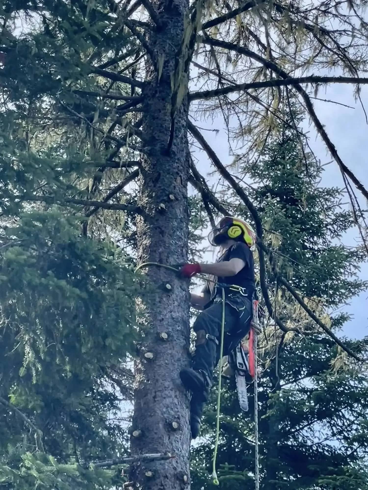Grimpeur encordé montant dans un conifère