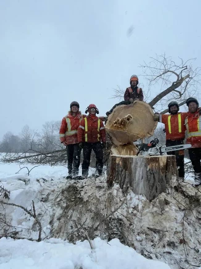 Équipe Pirax autour d’une énorme bille d’arbre abattu
