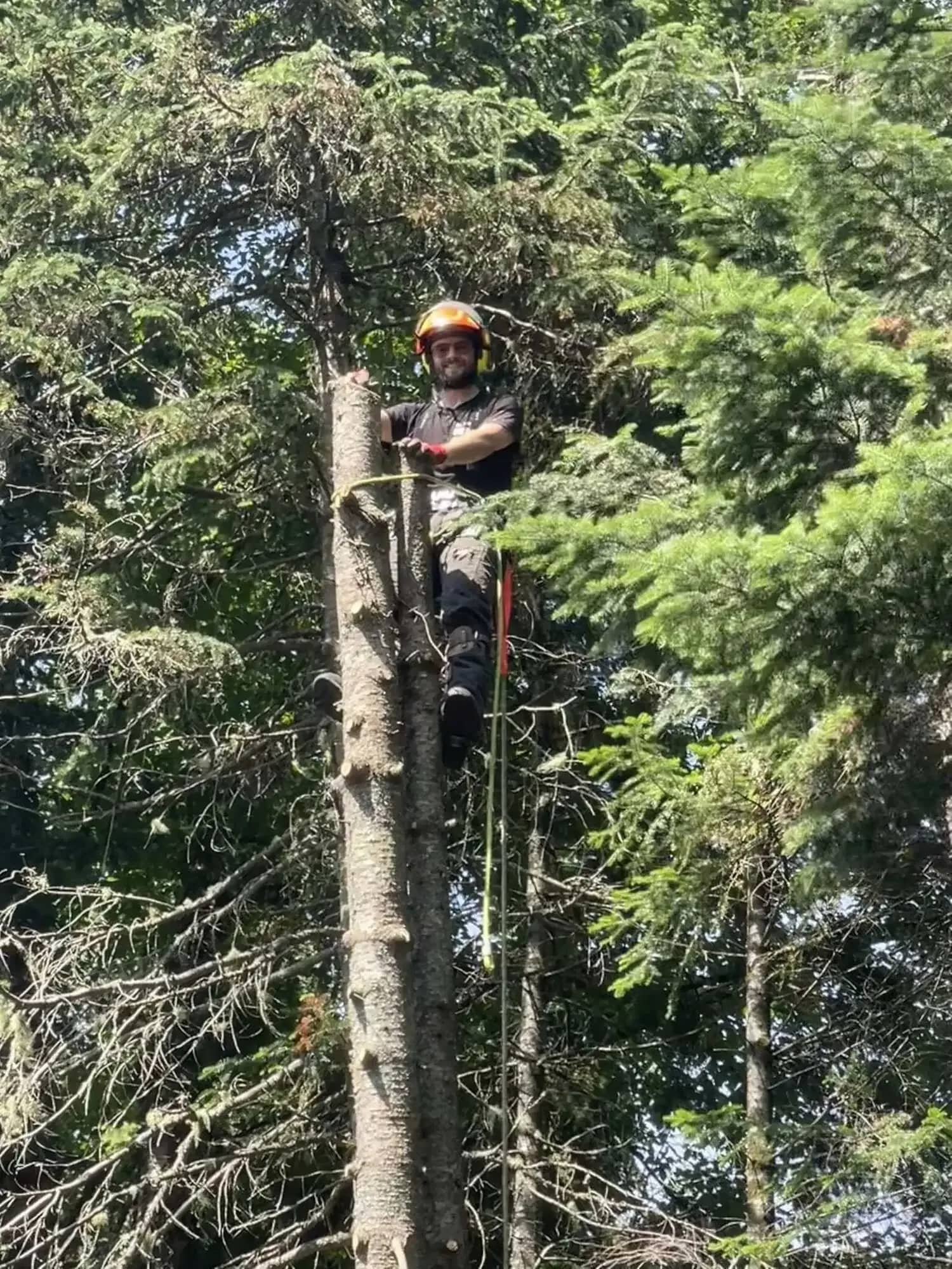 Élagueur au sommet d’une épinette